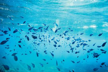 A school of Blue Green Reef Chromis at Rib Reef, off the coast of Orpheus Island in the central Great Barrier Reef