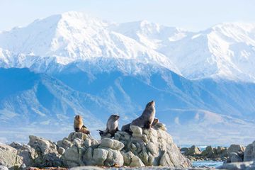 Seals in Kaikoura, New Zealand
