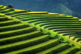 Rice Fields, Mu Cang Chai, Yenbai, Vietnam