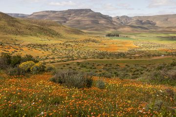 Views of wildflowers in Biedouw Valley