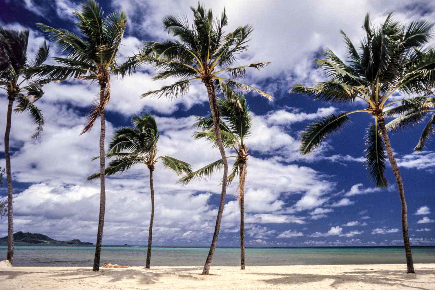 Palm trees along Kailua beach
