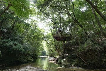 A treehouse above a river amongst trees at Treeful Treehouse Sustainable Resort